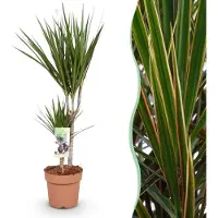 Green Boutiq - Kamerplanten - Dracaena Marginata - Drakenbloedboom - Weinig onderhoud - Groen - 1 Plant - Pot 17cm - Hoogte 70-80cm
