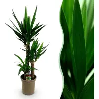 Green Boutiq - Kamerplant - Yucca elephantipes - Yucca - Weinig onderhoud - Groen - 1 - Pot 21cm - Hoogte 100cm