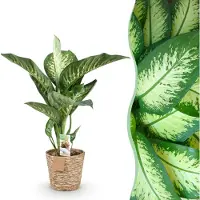 Green Boutiq - Kamerplanten - Diefenbachia Tropic Snow - Dieffenbachia - Weinig onderhoud - met mand - Groen - 1 Plant - Pot 21cm - Hoogte 90-100cm