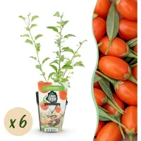 Green Boutiq - Fruitplanten - Goijbes - Lycium Barbarum - Winterhard - 6 Planten - Pot 9 cm - Oranje - Rode Vrucht
