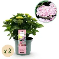 Green Boutiq - Terrasplant - Hortensia - Hydrangea Magical Revolution Pink - Pink - 6-10 Bloemen - 2 Planten - Pot 23cm Hoogte 55cm