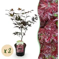 Green Boutiq - Terrasplant - Japanse Esdoorn - Acer palmatum Bloodgood - Rood - 2 Planten - Bladverliezend - Pot 19cm Hoogte 70cm