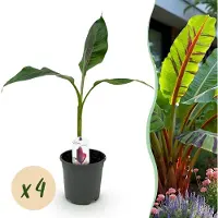Green Boutiq - Fruitplant - Bananen plant - Musa sikkemensis Red Tiger - Winterhard - 4 planten - Pot 17cm Hoogte 40cm