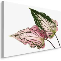 Karo-art Schilderij - Caladium Bladeren, Groen/roze, premium Print