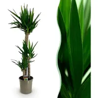 Green Boutiq - Kamerplant - Yucca elephantipes - Yucca - Weinig onderhoud - Groen - 1 - Pot 24cm - Hoogte 140cm