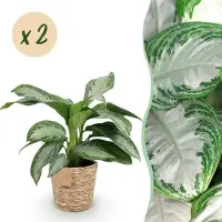 Green Boutiq - Kamerplanten - Aglaonema Silver Bay - Zilverblad - Weinig onderhoud - met mand - Groen - 2 Planten - Pot 17cm - Hoogte 70-75cm