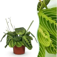 Green Boutiq - Kamerplant - Maranta Fascinator Lemon Lime - Gebedsplant - Huisdiervriendelijke Plant - Groen - 1 Plant - Pot 12cm - Hoogte 25cm