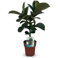 Green Boutiq - Kamerplant - Rubberplant - Ficus Elastica Cloe - Groen - Weinig onderhoud - 1 Plant - Pot 19cm - Hoogte 65cm