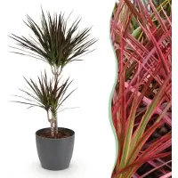 Green Boutiq - Kamerplanten - Dracaena Magenta - Drakenbloedboom - Weinig onderhoud - Groen - 1 Plant - met Potter Grijs - Pot 21cm - Hoogte 90-100cm