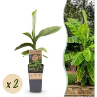 Green Boutiq - Fruitplant - Musa Basjoo - Bananenboom - Winterhard - Groen - 2 Planten - Pot 15cm - Hoogte 50cm