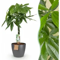 Green Boutiq - Kamerplant - Geldboom - Pachira Aquatica - Groen - Weinig onderhoud - 1 Plant - met Potter Grijs - Pot 21cm - Hoogte 75 - 85cm