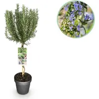 Green Boutiq - Plant op Stam - Rosmarinus officinalis - Terras Plant - Bladhoudend - Winterhard - Paarse Bloem - Pot 19cm Hoogte 90cm