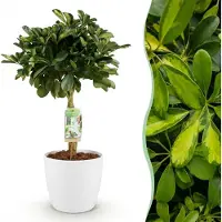 Green Boutiq - Kamerplanten - Schefflera Gold Capelle - Vingerboom - Weinig onderhoud - Groen - goud - 1 Plant - met Potter Wit - Pot 21cm - Hoogte 70-80cm