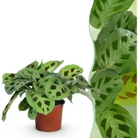 Green Boutiq - Kamerplant - Maranta Fascinator Kerchoveana - Zebraplant - Huisdiervriendelijke Plant - Groen - 1 Plant - Pot 12cm - Hoogte 25cm