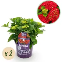 Green Boutiq - Terrasplant - Hortensia - Hydrangea Forever & Ever - Rood - 7-12 Bloemen - 2 Planten - Pot 23cm Hoogte 55cm