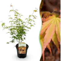 Green Boutiq - Terrasplant - Japanse Esdoorn - Acer palmatum Katsura - Oranje - 1 Plant - Bladverliezend - Pot 19cm Hoogte 70cm