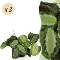 Green Boutiq - Kamerplant - Maranta Fascinator Silverband - Gebedsplant - Huisdiervriendelijk - Groen - 2 Planten - Pot 12cm - Hoogte 30-35cm