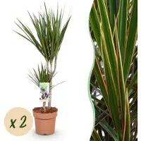 Green Boutiq - Kamerplanten - Dracaena Marginata - Drakenbloedboom - Weinig onderhoud - Groen - 2 Planten - Pot 17cm - Hoogte 70-80cm