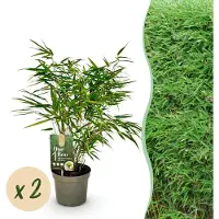Green Boutiq - Bamboe - Fargesia rufa - Groen - 2 Planten - Bladhoudend - Niet Woekerend- Pot 17cm Hoogte 60cm