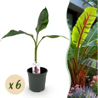 Green Boutiq - Fruitplant - Bananen plant - Musa sikkemensis Red Tiger - Winterhard - 6 planten - Pot 17cm Hoogte 40cm