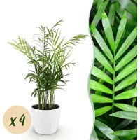 Green Boutiq - Kamerplant - Chamaedorea elegans - Goudpalm - Huisdiervriendelijke Plant - Groen - 4 Planten - met Potter Wit - Pot 12cm - Hoogte 15cm