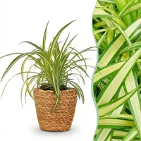 Green Boutiq - Kamerplant - Chlorophytum comosum Variegatum - Bonte Graslelie - Huisdiervriendelijke Plant - Groen - 1 Plant - met Mand - Pot 12cm - Hoogte 20cm