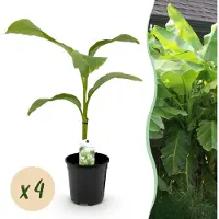 Green Boutiq - Fruitplant - Bananen plant - Musa Basjoo - Winterhard - 4 planten - Pot 17cm Hoogte 40cm