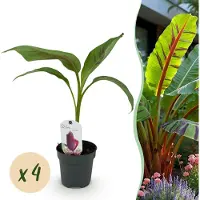 Green Boutiq - Fruitplant - Bananen plant - Musa sikkemensis Red Tiger - Winterhard - 4 planten - Pot 12cm Hoogte 30cm