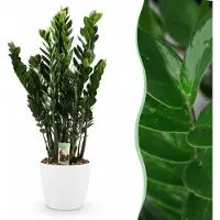 Green Boutiq - Kamerplant - Zamioculcas - Zamioculcas Zamiifolia - Groen - Weinig onderhoud - 1 Plant - met Potter Wit - Pot 21cm - Hoogte 80 - 90cm