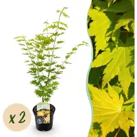 Green Boutiq - Terrasplant - Japanse Esdoorn - Acer palmatum Jordan - Geel - 2 Planten - Bladverliezend - Pot 19cm Hoogte 70cm