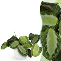 Green Boutiq - Kamerplant - Maranta Fascinator Silverband - Gebedsplant - Huisdiervriendelijke Plant - Groen - 1 Plant - met Potter Wit - Pot 12cm - Hoogte 25cm