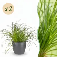 Green Boutiq - Kamerplant - Cyperus alternifolius Zumula - Kattengras - Huisdiervriendelijke Plant - Groen - 2 Planten - met Potter Grijs - Pot 12cm - Hoogte 20cm