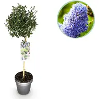 Green Boutiq - Plant op Stam - Ceanothus impressus Victoria - Terras Plant - Bladhoudend - Winterhard - Paarse Bloem - Pot 19cm Hoogte 90cm