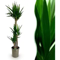 Green Boutiq - Kamerplant - Yucca elephantipes - Yucca - Weinig onderhoud - Groen - 1 - Pot 27cm - Hoogte 170cm