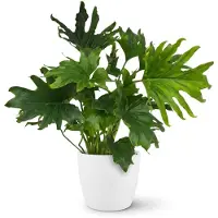Green Boutiq - Kamerplant - Philodendron - Philodendron Lickety split - Groen - Weinig onderhoud - 1 Plant - met Potter Wit - Pot 19cm - Hoogte 70cm