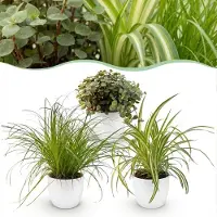 Green Boutiq - Kamerplant - Cyperus - Calissia - Chlorophytum - Mix van 3 - Huisdiervriendelijke Planten - Groen - 3 Planten - met Potter Wit - Pot 12cm - Hoogte 20cm