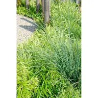 Planteda 2x - Fargesia rufa - ↨60cm - Ø19