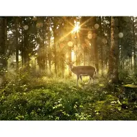 Karo-art 460cm X 300cm - Fotobehang - Hert in zonnig bos, premium print, inclusief behanglijm