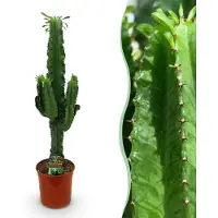 Green Boutiq - Kamerplant - Euphorbia eritrea - Afrikaanse melkboom - Cactus voor binnen - 1 Plant - Pot 19cm - Hoogte 70cm