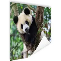 PosterMonkey Poster - Panda - Wilde dieren - Natuur - Bos - Wanddecoratie - Kamer decoratie - Slaapkamer - 100x100 cm - Muurposter - Posters