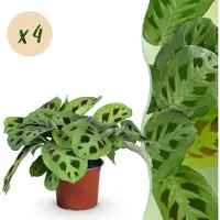 Green Boutiq - Kamerplant - Maranta Fascinator Kerchoveana - Gebedsplant - Huisdiervriendelijk - Groen - 4 Planten - Pot 12cm - Hoogte 30-35cm