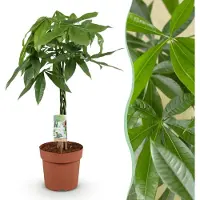 Green Boutiq - Kamerplanten - Pachira Aquatica gevlochten stam - Geldboom - Weinig onderhoud - Groen - 1 Plant - Pot 21cm - Hoogte 80-90cm