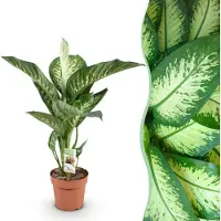 Green Boutiq - Kamerplanten - Diefenbachia Tropic Snow - Dieffenbachia - Weinig onderhoud - Groen - 1 Plant - Pot 21cm - Hoogte 90-100cm