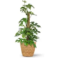 Green Boutiq - Kamerplant - Mini Gatenplant - Monstera Minima Mosstok - Groen - Weinig onderhoud - 1 Plant - met Mand - Pot 19cm - Hoogte 90cm
