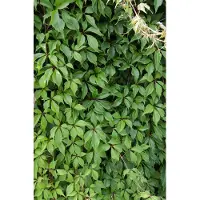Hello Plants Parthenocissus Engelmannii Wilde Wingerd - Klimplant - Ø 15 cm - Hoogte: 65 cm