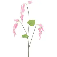 Erutan avon - Dicentra spray pink 96 cm