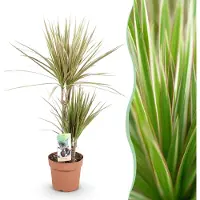 Green Boutiq - Kamerplanten - Dracaena Marginata Bicolor - Drakenbloedboom - Weinig onderhoud - Groen - 1 Plant - Pot 17cm - Hoogte 70-75cm