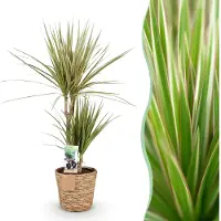 Green Boutiq - Kamerplanten - Dracaena Marginata Bicolor - Drakenbloedboom - Weinig onderhoud - met mand - Groen - 1 Plant - Pot 17cm - Hoogte 70-75cm