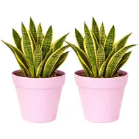 Mega Collections Plantenpot / bloempot - 2x - kunststof - lichtroze - binnen/buiten - D29 x H28 cm