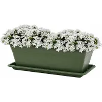 PlasticForte Plantenbak met water opvangschotel - donkergroen - rechthoek - 60 x 20 x 15 cm - balkon - terras - kunststof